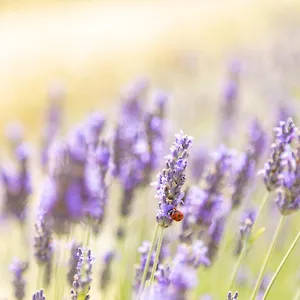 La Valle Della Lavanda - Podere Mezzastrada Fauglia